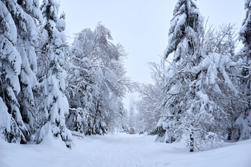 hohlohturm watchtower on the kaltenbronn in the winter