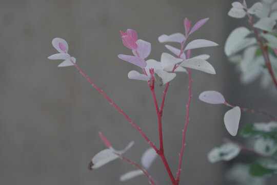 Breynia disticha
