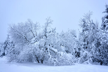 winter wonderland in the black forest on the kaltenbronn