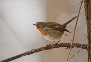 Robin looking to the side in winter environment