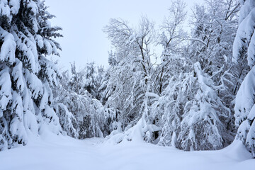 winter wonderland in the black forest on the kaltenbronn