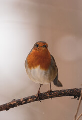 Robin portrait with white and red background