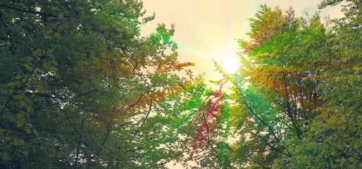 Sunlight in the green summer forest in germany.