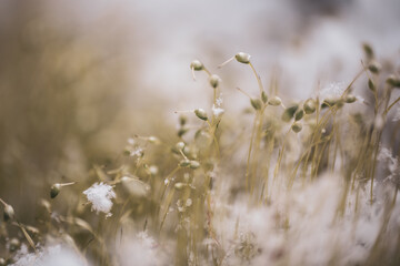 Green moss fighting snow macro