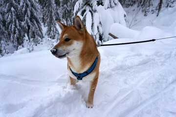 red sesame shiba inu in the snow