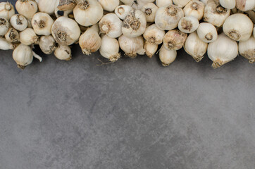 A row of garlic on a gray background. Healthy food concept, folk medicine, harvest. Copy space