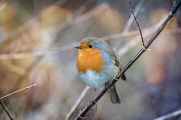 Close up of a Robin perched on a branch
