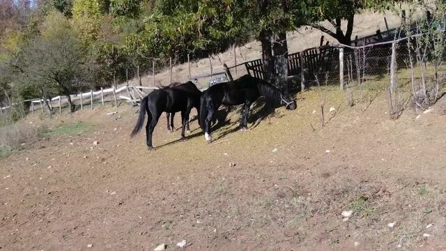 Horses eating grass under the tree on a bright summer day.
