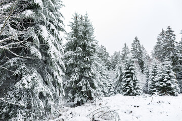 Winterlandschaft mit Neuschnee