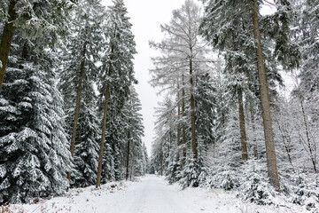 Winterlandschaft mit Neuschnee