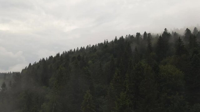 Flying through mist and over pine forest. Aerial.
