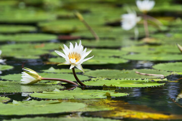 Caribbean, Guatemala, Central America: white water lilies