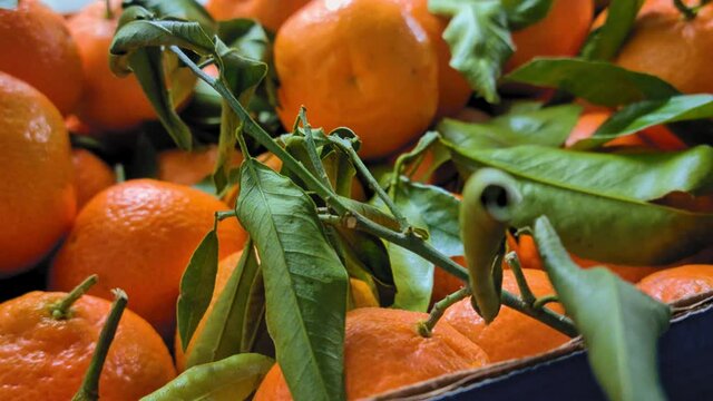 Close-up shot of Italian mandarines or tangerines. Healthy food, fruit concept