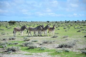 Zebra-Herde im Etosha Nationalpark