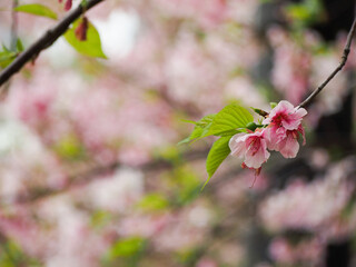 Beautiful cherry blossoms in spring bloom in pink and red colors for tourists' viewing in Taipei, Taiwan.