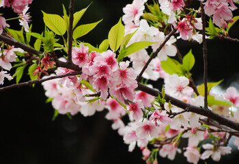 Beautiful cherry blossoms in spring bloom in pink and red colors for tourists' viewing in Taipei, Taiwan.