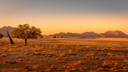 Grassy steppe with Camel Thorn trees (Vachellia erioloba), near Sesriem, evening light, Naukluft...