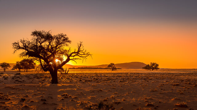 Grassy steppe with Camel Thorn trees (Vachellia erioloba), near Sesriem, evening light, Naukluft Mountains at the back, Sesriem, Namibia.