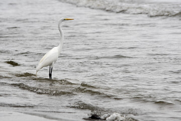 Livingston, Caribbean, Guatemala, Central America: great egret (Ardea alba) / common egret / large egret stands on the seashore and looks into the sea