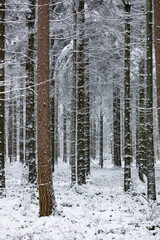 Fototapeta premium Winterlandschaft mit Neuschnee