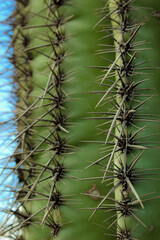 Close up of a cactus spike