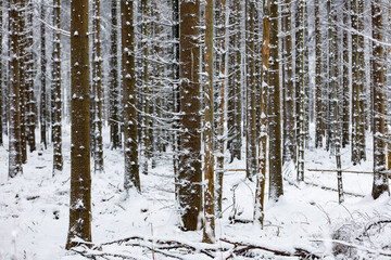 Fototapeta premium Winterlandschaft mit Neuschnee