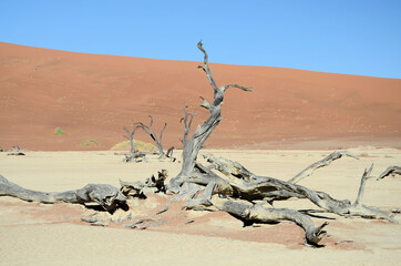 Ausgetrockneter Boden und abgestorbene Bäume vor Sanddünen in der Namibwüste, Sossusvlei