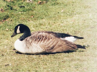 A Canadian Goose on the grass 