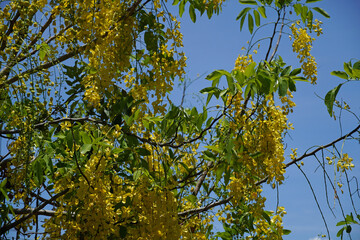 beautiful golden acacia planted at home in Rio de Janeiro       