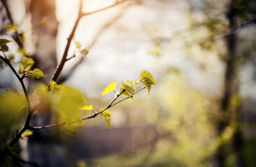 The appearing leaves on birch branches in the spring.