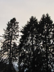 Pine trees in the sky 
