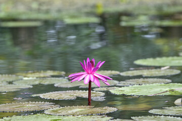 Caribbean, Guatemala, Central America: pink water lily