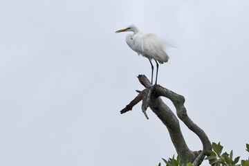 Livingston, Caribbean, Guatemala, Central America: great egret (Ardea alba) / common egret / large egret standing on branch in the wind