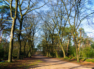 Winter scene with a little snow in the forest
