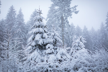 Winterlandschaft mit Neuschnee