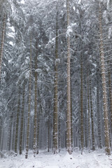 Fototapeta premium Winterlandschaft mit Neuschnee