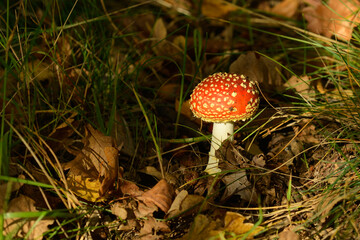 Fliegenpilz (Amanita muscaria)	