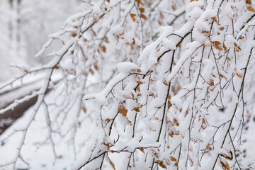 Winterlandschaft mit Neuschnee