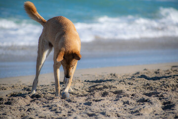 Fototapeta na wymiar Dogs playing at the beach