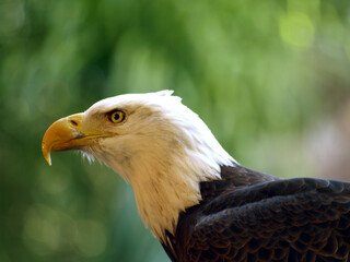 American Eagle Profile