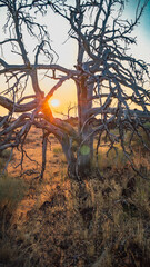 Setting sun in Idaho's Craters of the Moon National Monument