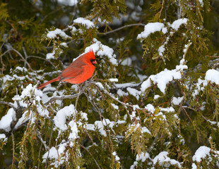 Male Northern Cardinal Perched on Spruce Tree Covered in Snow in Winter