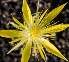 Blazing Star in Idaho