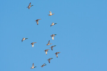 A flock of wild ducks are flying against the blue sky.