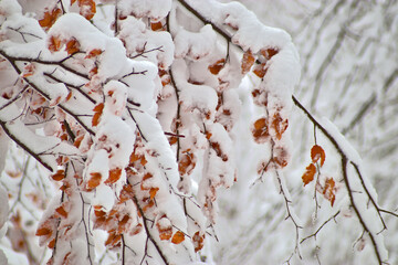 Symbol of seasonal change Autumn and winter photo, orange, leaves on the first whitening snow. Cold weather changes makes a nice looking picture covered in leaves. Fallen leaves in the new snow.