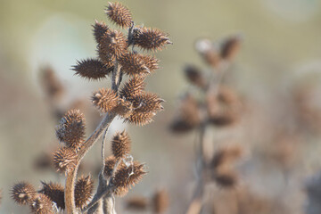 Dry thorny fruits of Xanthium strumarium in natural conditions. Medicine and medicinal plants.