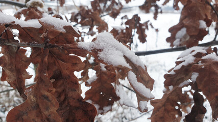 dried leaves in snow in winter - obrazy, fototapety, plakaty