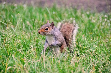 grey squirrel on the green grass