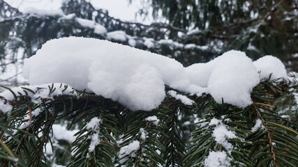 snow-capped spruce trees in winter in the forest © Paulina