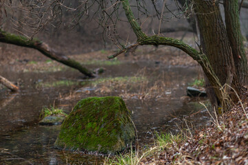 Forest stream. Beauty of nature.